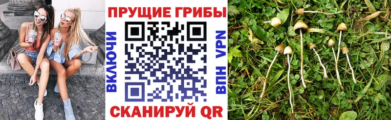 KRAKEN ссылки  Кинель  Псилоцибиновые грибы мицелий 